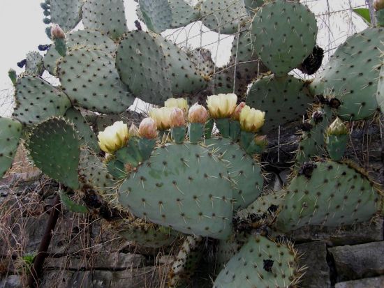 Chumbera -Opuntia tuna
