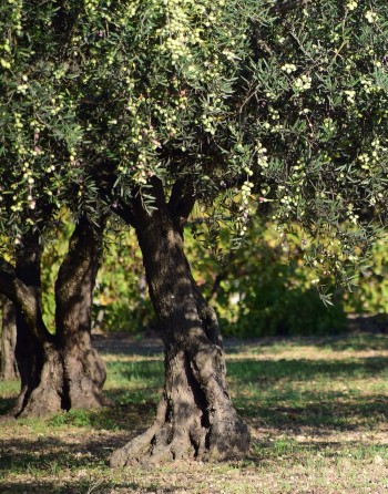 Olivo - Olea oleaster