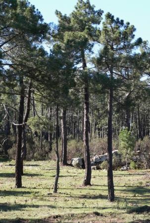 Pino resinero - Pinus pinaster