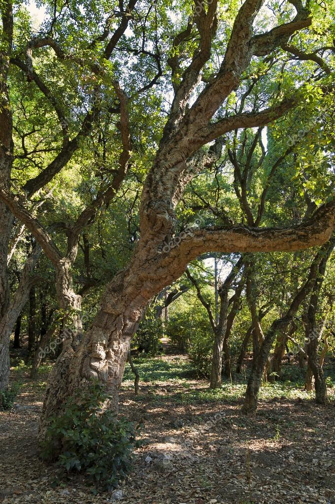 Alcornoque -Quercus suber