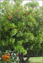 Madroño - Arbutus unedo