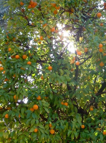 Naranjo - Citrus sinensis