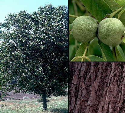Nogal - Juglans regia