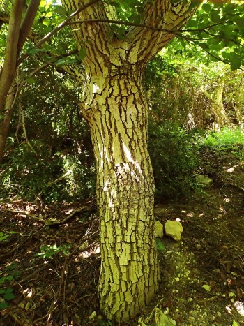 Olmo - Ulmus sp