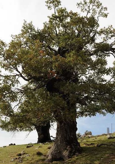 Quejigo - Quercus faginea