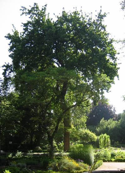 Roble común - Quercus robur